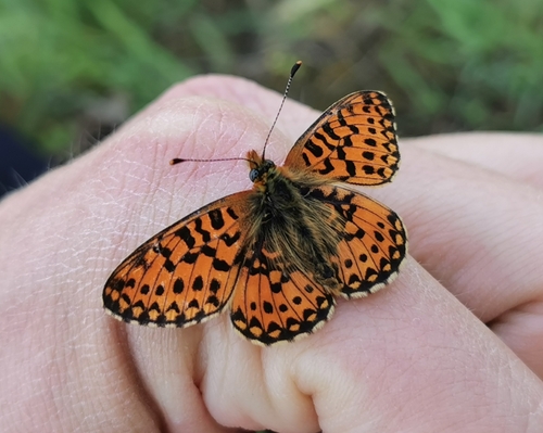 Pearl-bordered Fritillary, 01820 Nurmijärvi, Suomi, photo 8 of 10