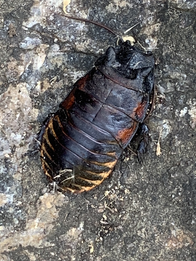 Vibrant Hisser