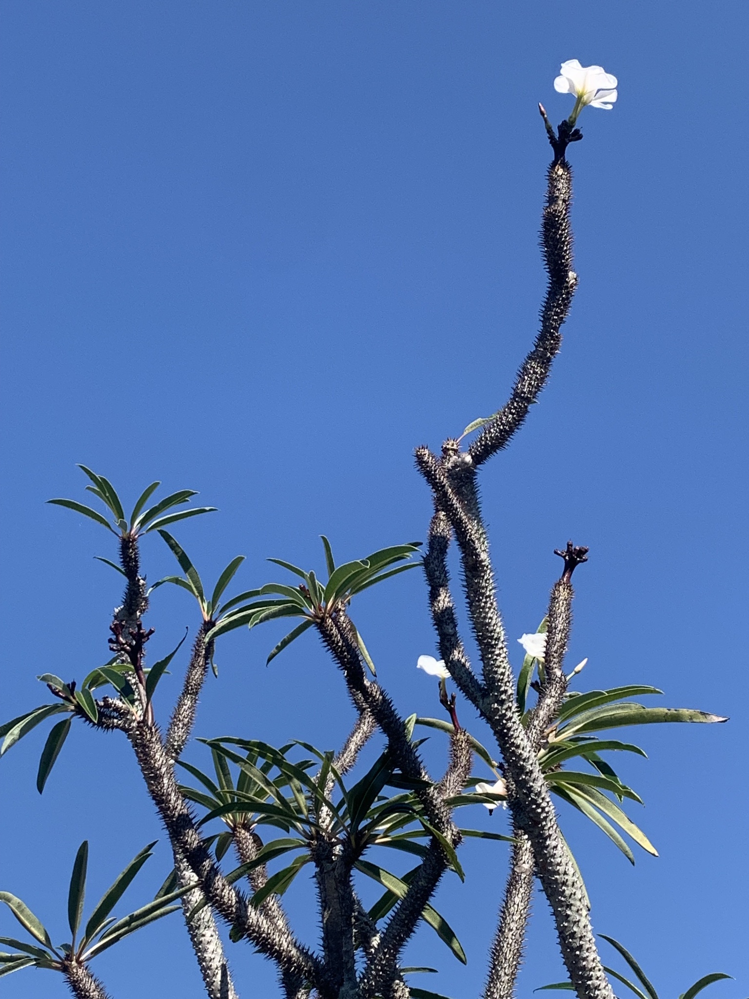 Imagem de Pachypodium