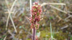 Micranthes hieraciifolia