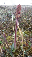 Micranthes hieraciifolia