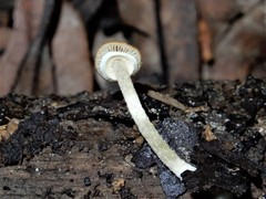 Pholiotina gracilenta