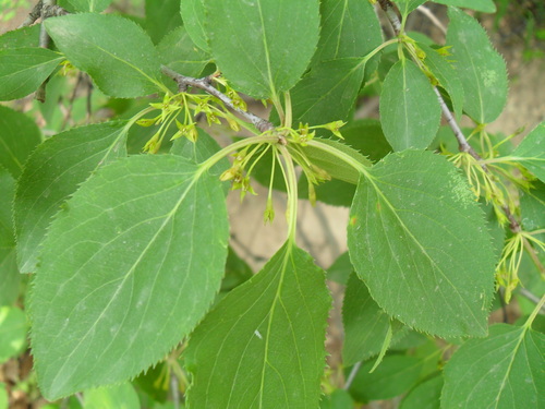 Rhamnus arguta
