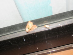 Xenochroa chlorostigma