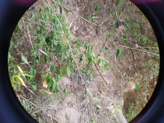 Basiliscus galeritus