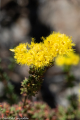 Verticordia multiflora