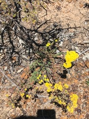 Verticordia multiflora