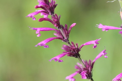 Agastache mexicana