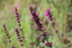 Agastache mexicana