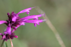 Agastache mexicana