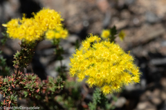Verticordia multiflora