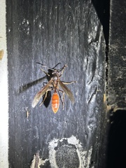 Apoica thoracica image