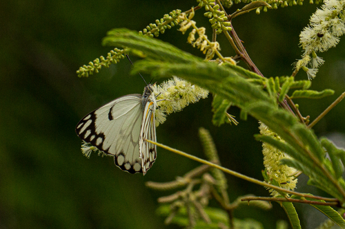Pioneer White