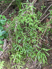 Lygodium articulatum