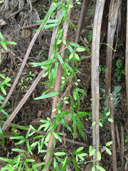 Lygodium articulatum