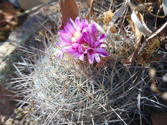 Echinofossulocactus ochoterenaus