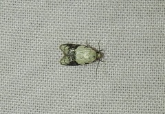 Tracholena sulfurosa