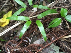 Lygodium articulatum