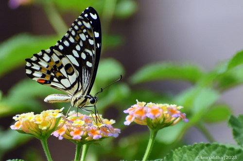 Lime Swallowtail, photo 9 of 9