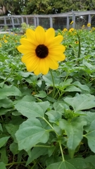 Helianthus debilis