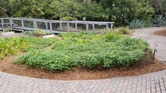 Helianthus debilis