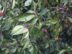 Myrciaria dubia