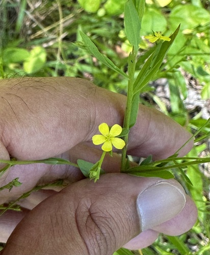 Ridged yellow flax (Linum striatum)