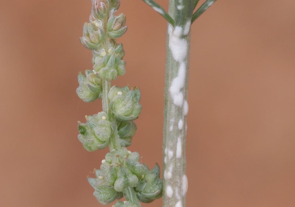 Whitepuff Mold