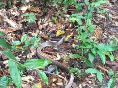 Chironius carinatus