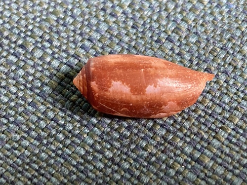 Conus obscurus observed 2023-06-01