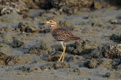 Burhinus senegalensis