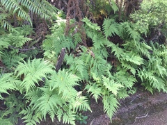 Loxsoma cunninghamii