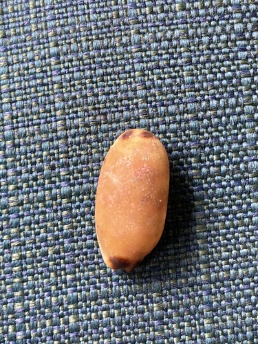 Luria isabella observed 2023-06-04