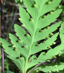 Loxsoma cunninghamii