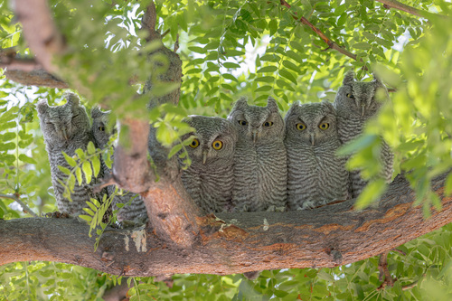 Western Screech-Owl photographed in New Mexico