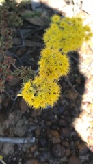 Verticordia multiflora