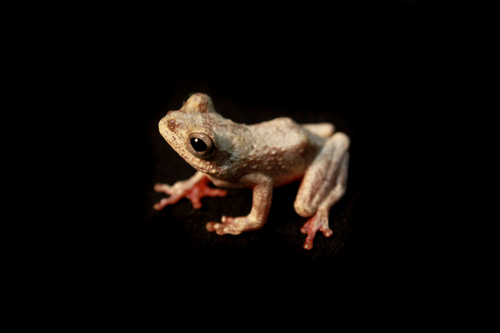 Hyperolius tuberculatus