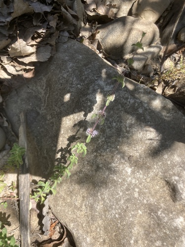 Avistamiento Mentha pulegium
