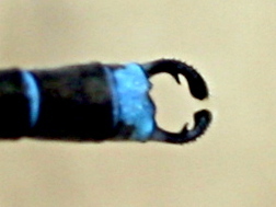 Blue Damselfly photo 5