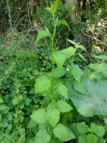 lýrovka obyčajná (Lapsana communis)