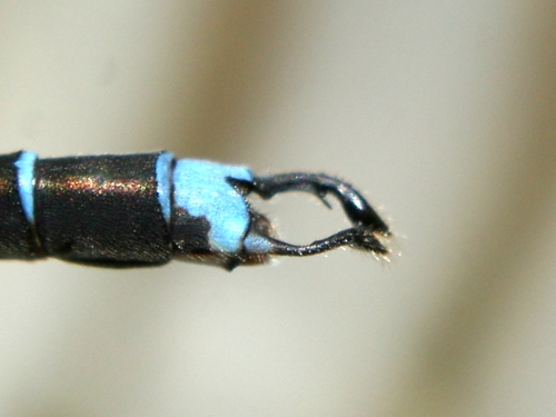 Blue Damselfly photo 4