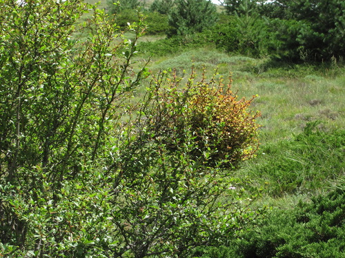 Puccinia brachypodii