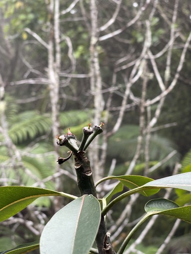 Euphorbia haeleeleana, 2021-06-25