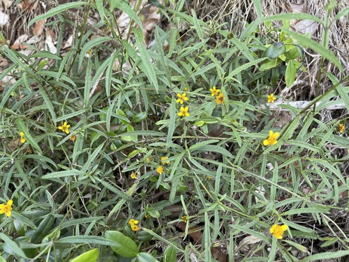 Lipochaeta waimeaensis observed 2021-06-25