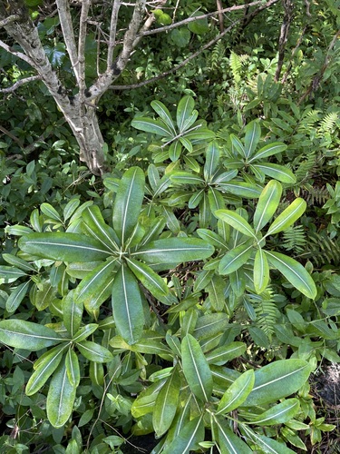 Ochrosia kauaiensis observed 2021-11-05