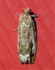 Proteoteras naracana