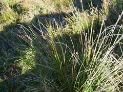 Juncus conglomeratus