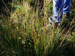 Juncus conglomeratus