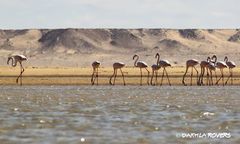 Phoenicopterus roseus