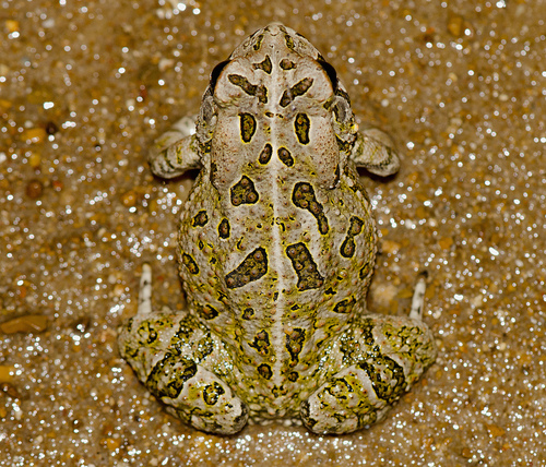 Fowler's Toad photographed in Missouri